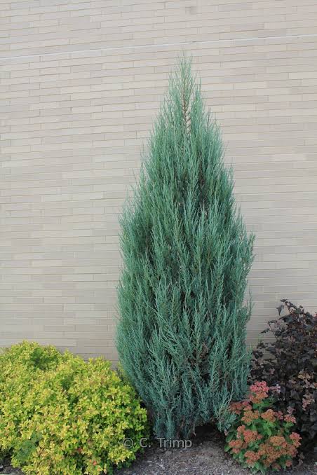 Juniperus scopulorum 'Blue Arrow'