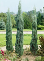 Juniperus scopulorum 'Skyrocket' (column form)