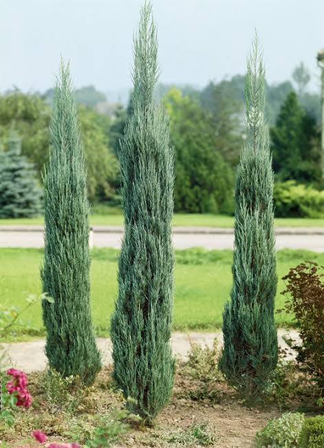 Juniperus scopulorum 'Skyrocket' (column form)