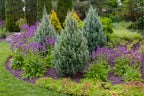 Juniperus scopulorum 'Wichita Blue'