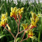 Anigozanthos 'Harmony'