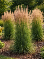 Calamagrostis × acutiflora 'Karl Foerster'
