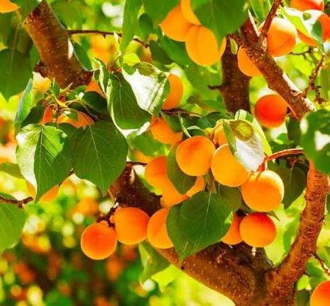 Prunus armeniaca 'Katy'
