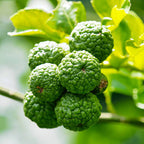 Citrus hystrix
