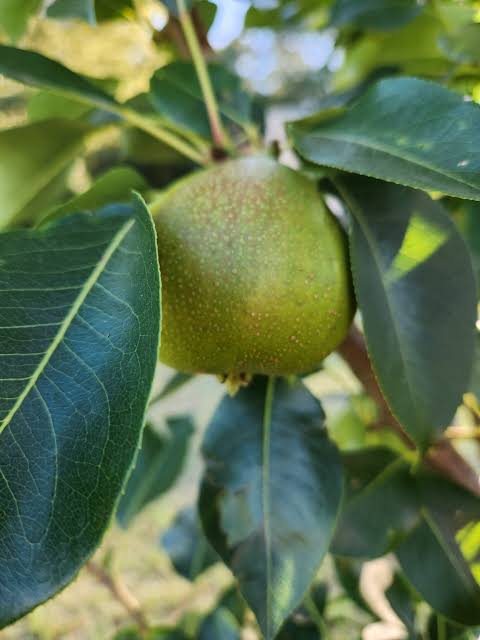 Pyrus × 'Kieffer'
