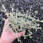 Coprosma kirkii