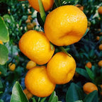 Citrus kinokuni 'Kishu'