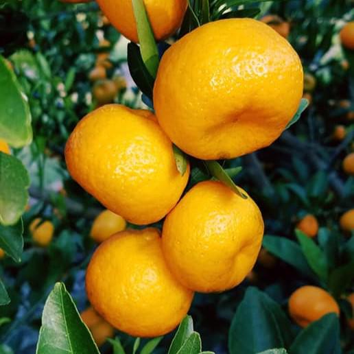 Citrus kinokuni 'Kishu'