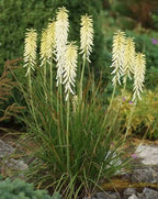 Kniphofia uvaria 'Little Maid'