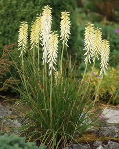 Kniphofia uvaria 'Little Maid'
