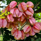 Koelreuteria bipinnata