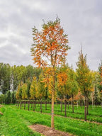 Koelreuteria paniculata