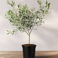 Olea europaea 'Koroneiki' (multi-stem form)