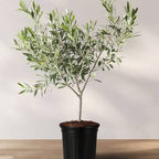 Olea europaea 'Koroneiki' (multi-stem form)