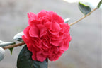 Camellia japonica 'Kramer's Supreme'