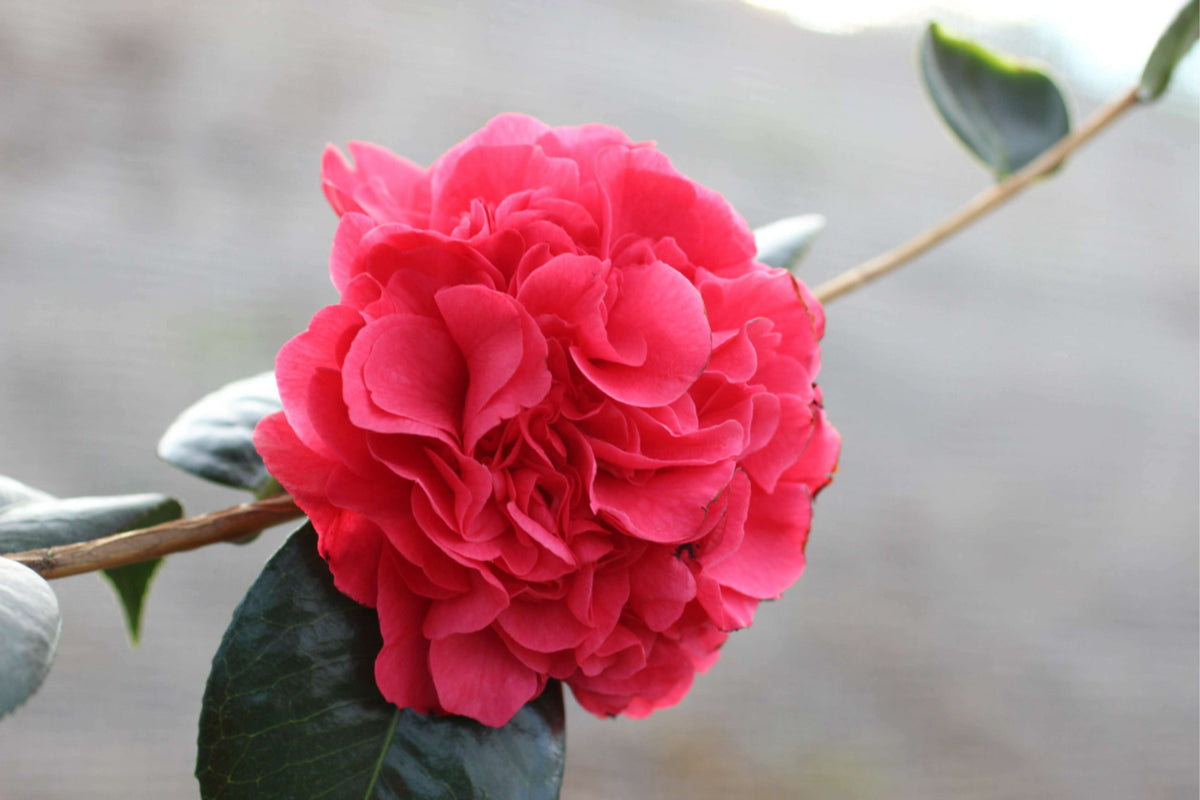 Camellia japonica 'Kramer's Supreme'