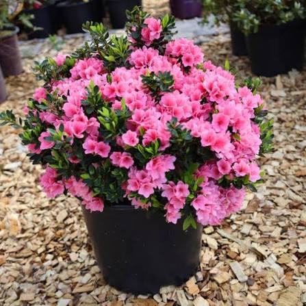 Azalea kaempferi 'Coral Bells'