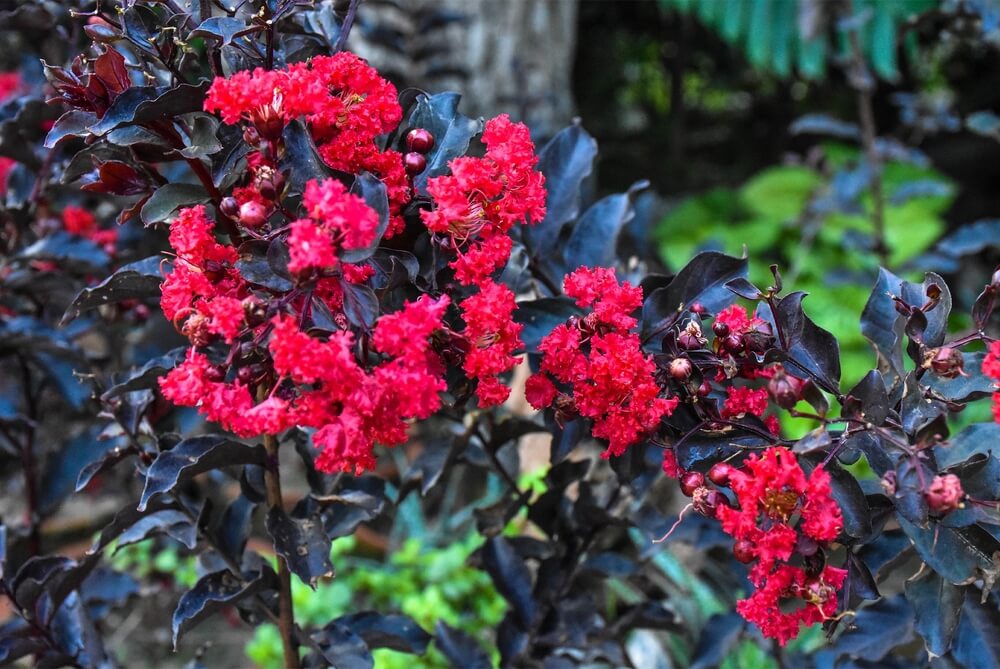 Lagerstroemia 'Shadow Magic'
