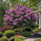 Lagerstroemia indica 'Catawba' (multi-stem form)