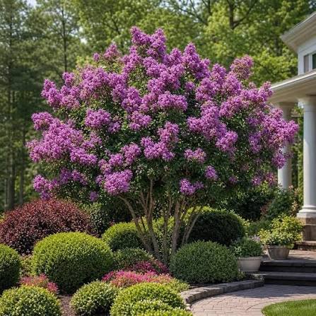Lagerstroemia indica 'Catawba' (multi-stem form)