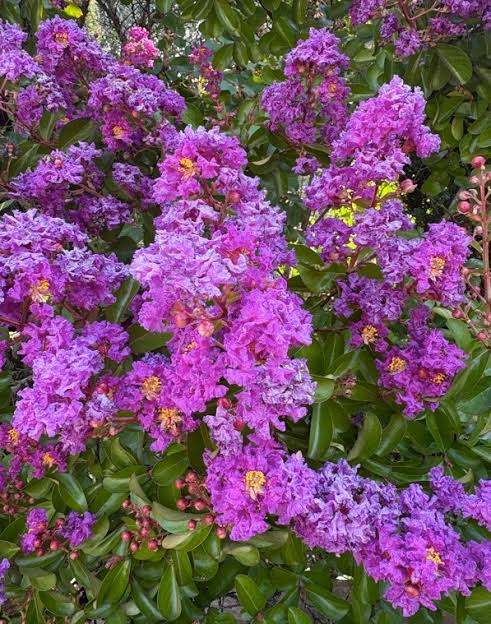 Lagerstroemia indica 'Catawba' (standard form)
