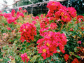 Lagerstroemia indica 'Dwarf Red'