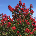 Lagerstroemia indica 'Whit IV' ('Red Rocket') (multi-stem form)