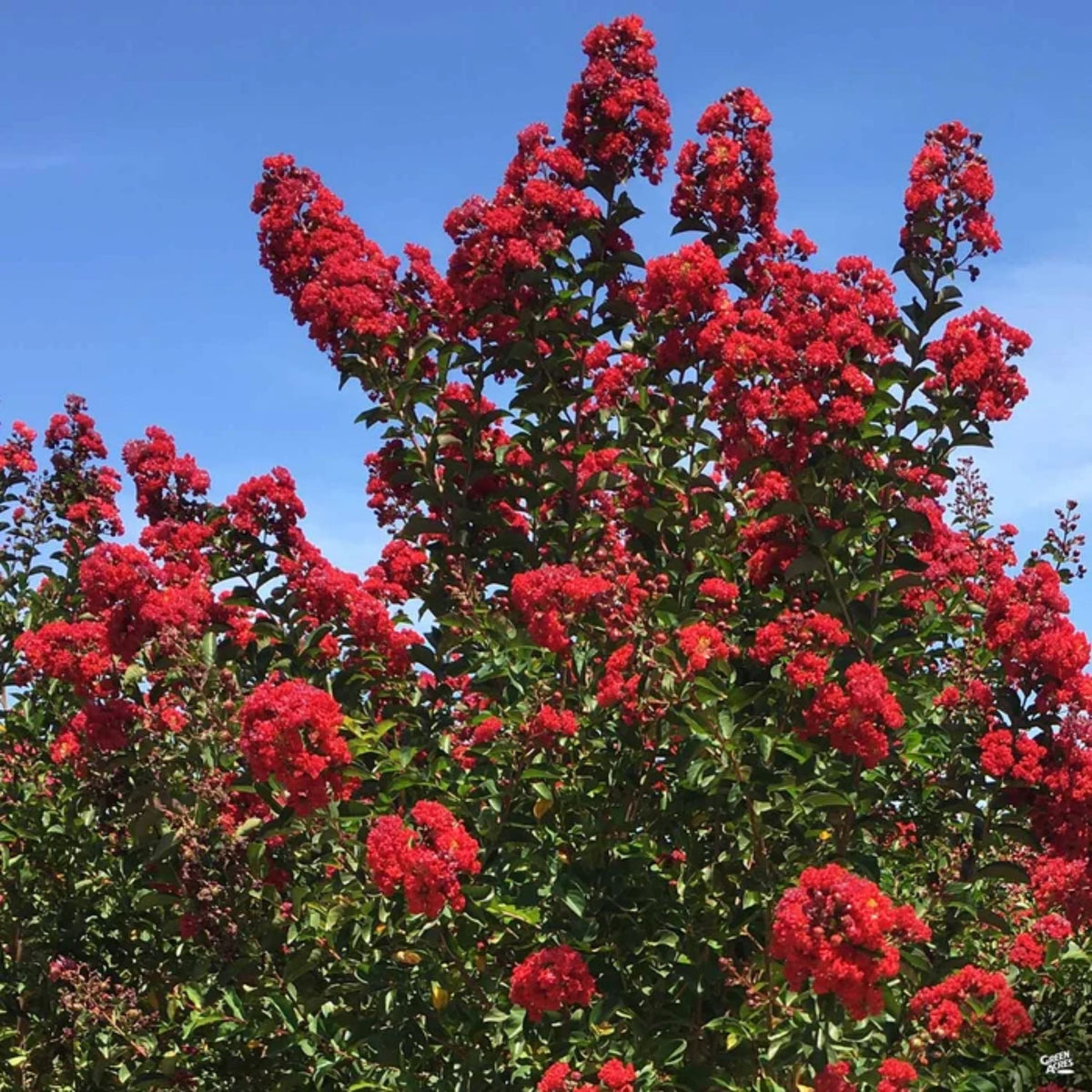 Lagerstroemia indica 'Whit IV' ('Red Rocket') (multi-stem form)