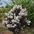 Lagerstroemia × 'Baillagone' ('Lunar Magic')