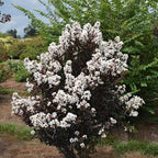 Lagerstroemia × 'Baillagone' ('Lunar Magic')