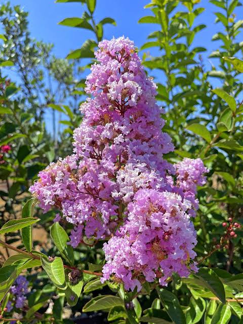 Lagerstroemia × 'Muskogee' (multi-stem form)