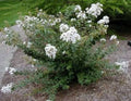 Lagerstroemia × 'Petite Snow'