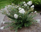 Lagerstroemia × 'Petite Snow'