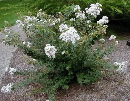 Lagerstroemia × 'Petite Snow'