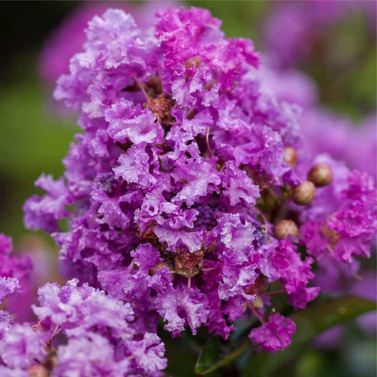 Lagerstroemia × 'Purple Magic'