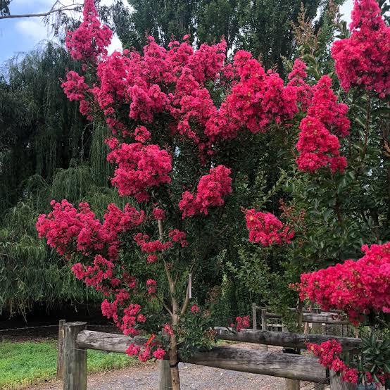 Lagerstroemia × 'Tuscarora' (multi-stem form)