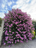 Lagerstroemia × 'Zuni' (standard form)