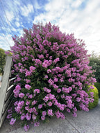 Lagerstroemia × 'Zuni' (standard form)