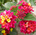 Lantana camara 'Irene'