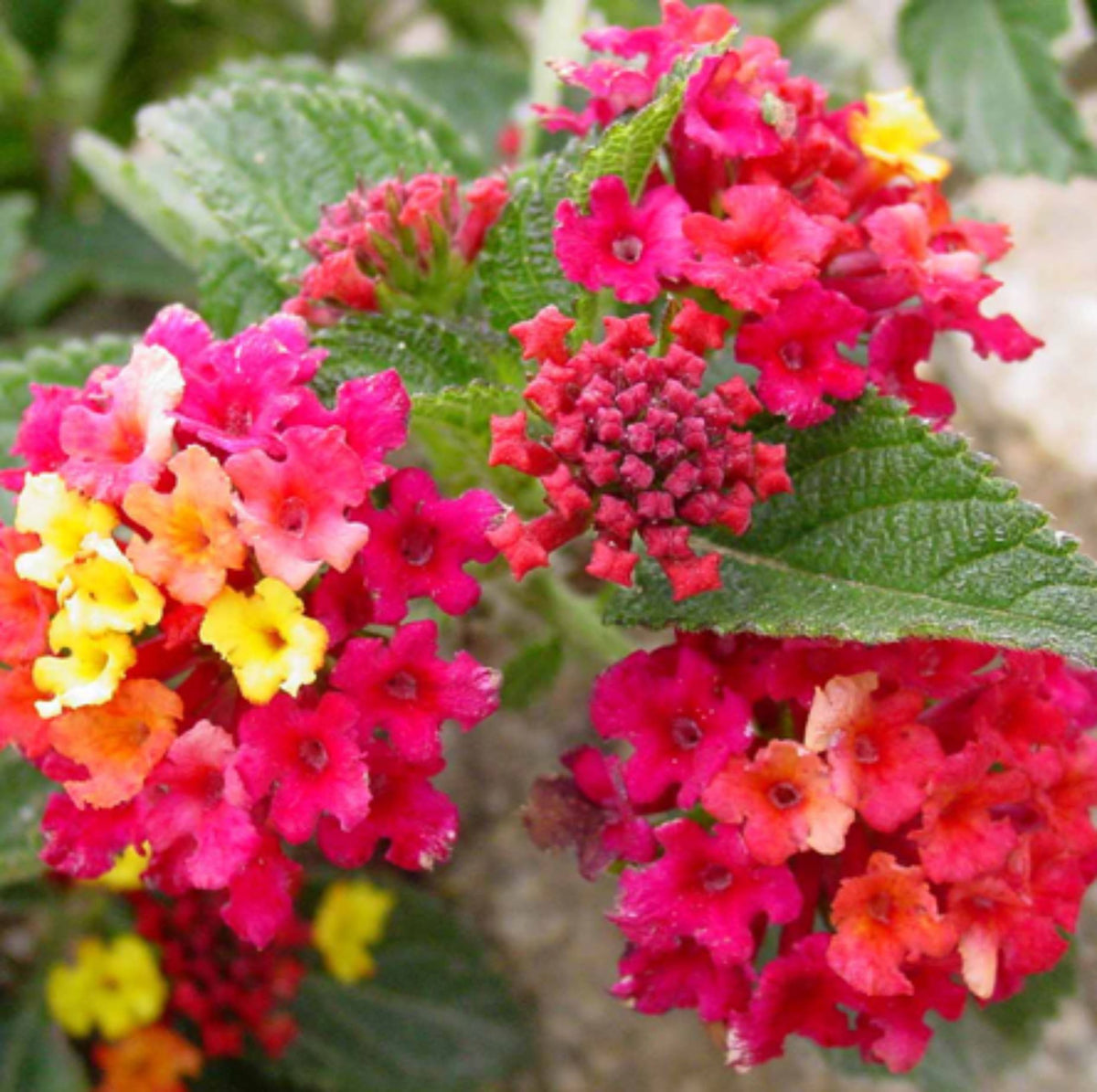 Lantana camara 'Irene'