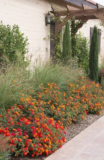 Lantana camara 'Radiation'