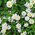 Lantana camara 'White'