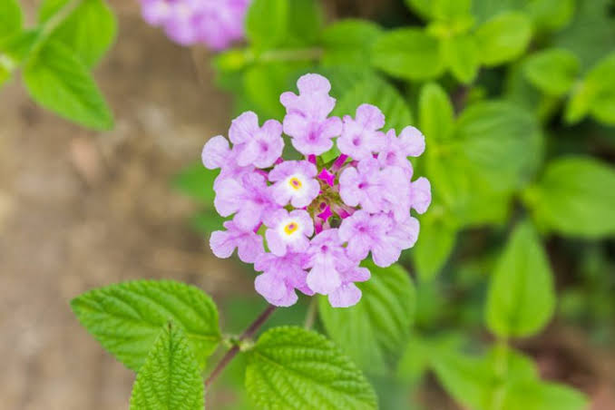 Lantana montevidensis 'Lavender'