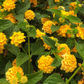 Lantana × 'New Gold'