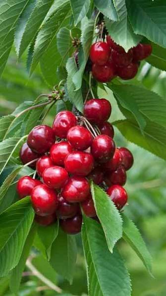 Prunus avium 'Lapins'