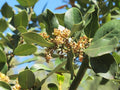 Laurus nobilis 'Saratoga' (multi-stem form)