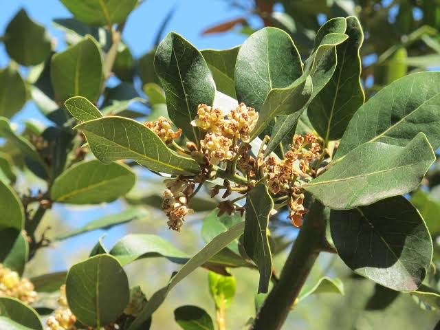 Laurus nobilis 'Saratoga' (multi-stem form)