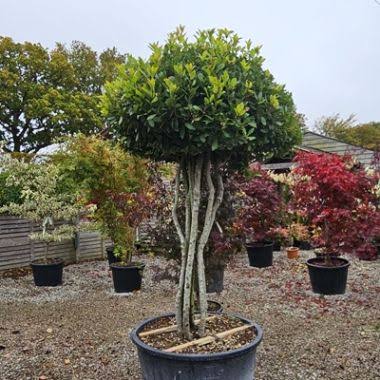 Laurus nobilis (multi-stem form)
