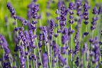 Lavandula angustifolia 'Hidcote'