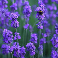 Lavandula angustifolia 'Munstead'